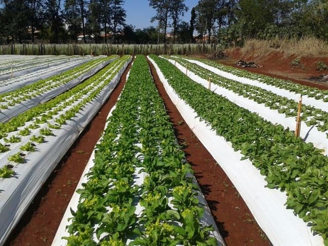 Mulching thumbnail 1